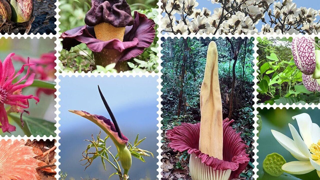 Rotten tricks: How hot and stinky plants woo pollinators | Science And ...