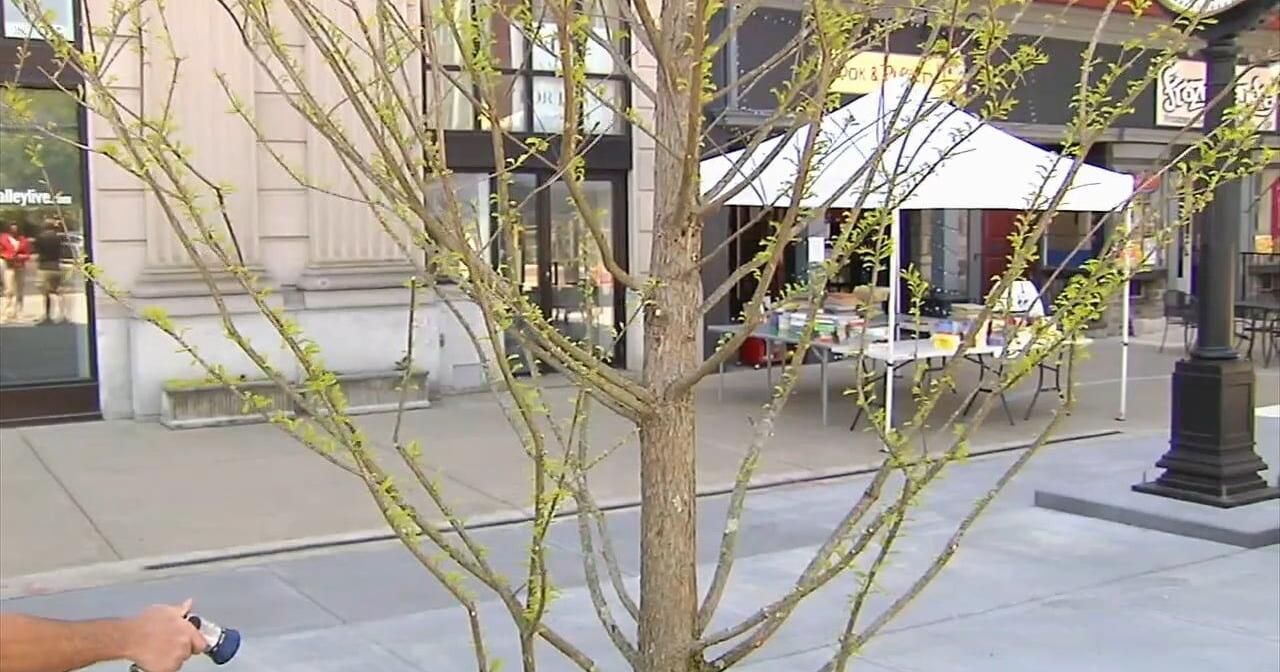 Dry weather making it difficult for people to keep newly-planted trees healthy