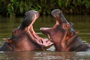 Indian billionaire's son offers home for Escobar's hippos