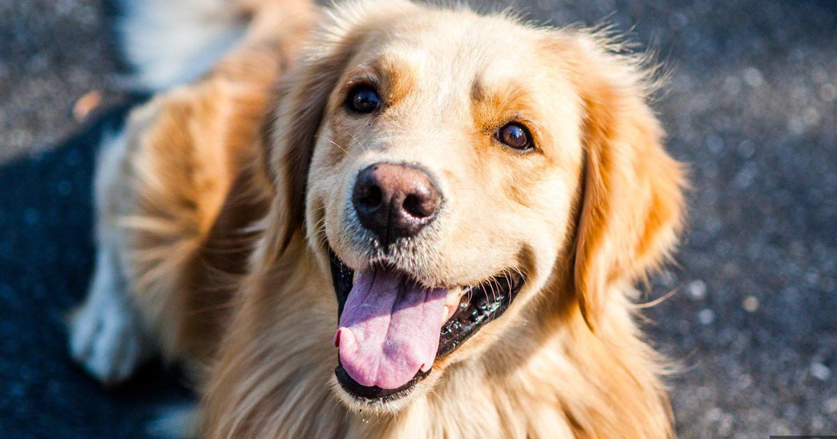 Relatives-operate enterprise giving dog education, boarding, grooming opening 2nd Lehigh Valley location | Eat, Sip, Shop Relatives-operate enterprise giving dog education, boarding, grooming opening 2nd Lehigh Valley location | Eat, Sip, Shop