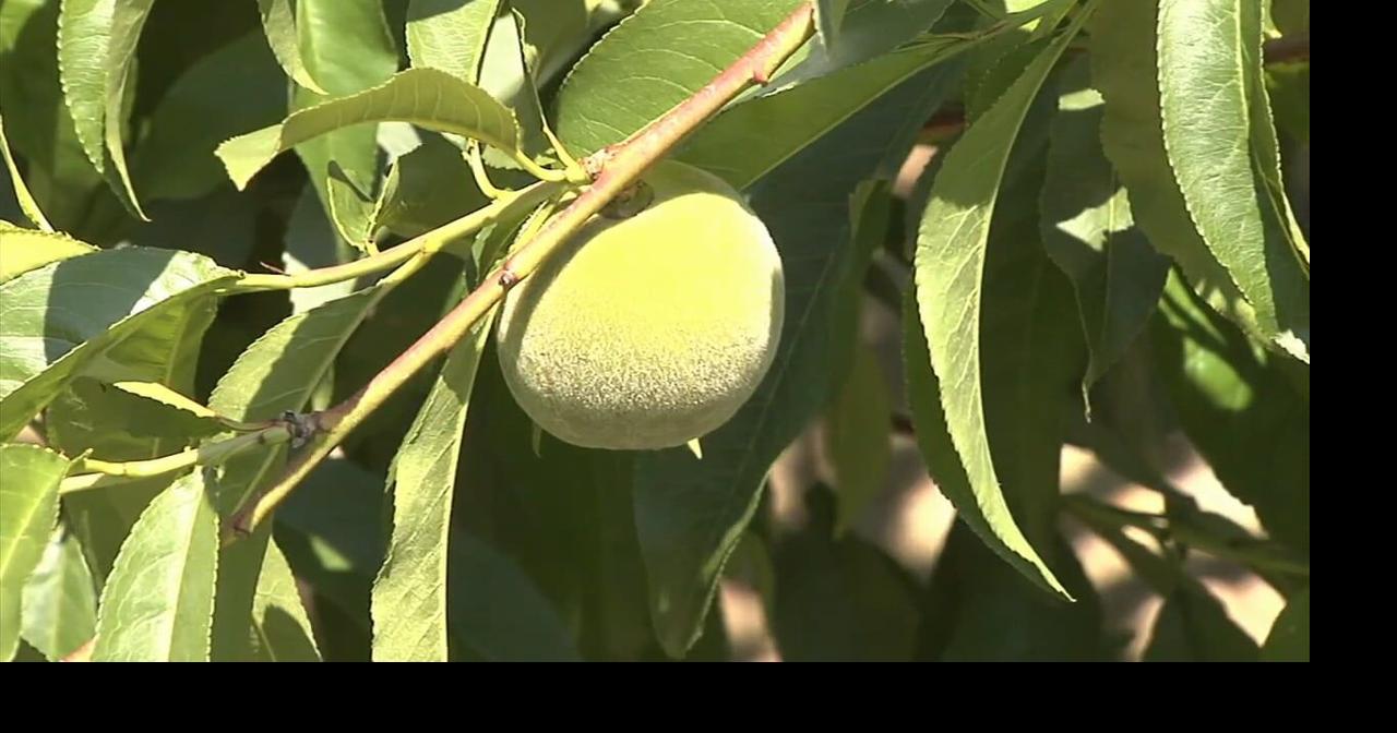 Fruit losses could hit $200 million after April freeze, experts say
