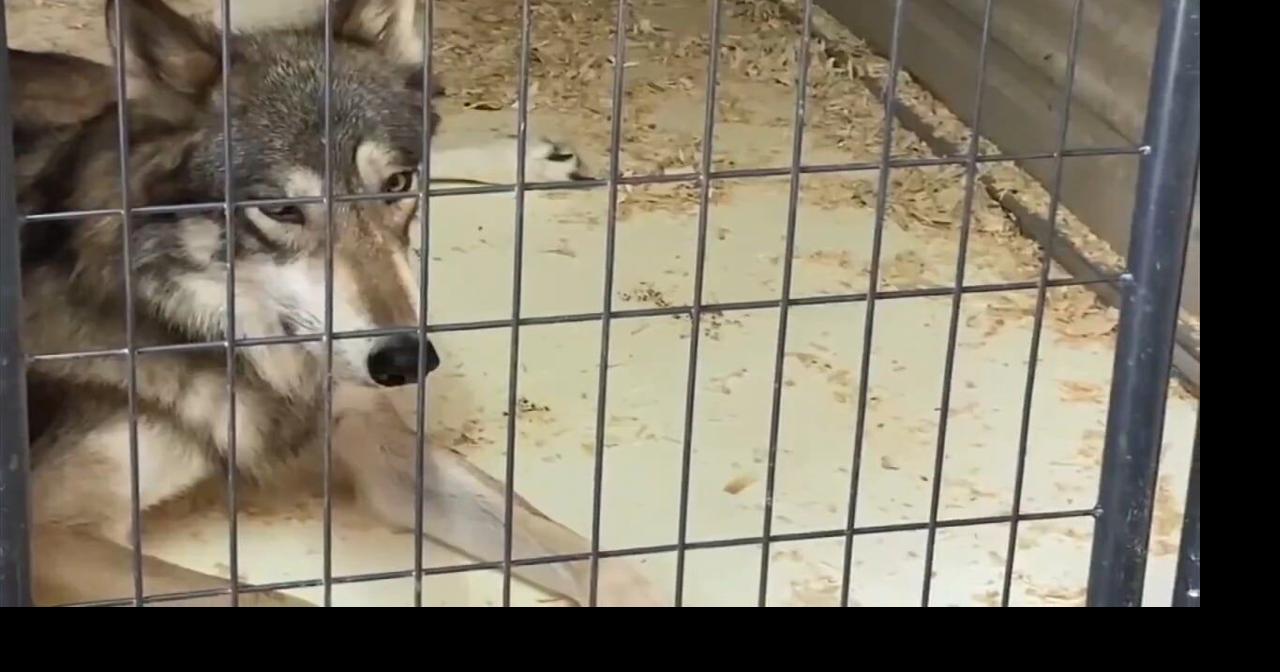 Wolves take center stage in new Allentown Fair show | Lehigh Valley ...