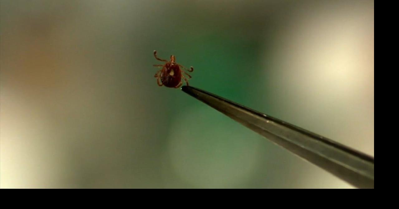 Health Beat: CDC reports sharp rise in tick‑related hospital visits this April