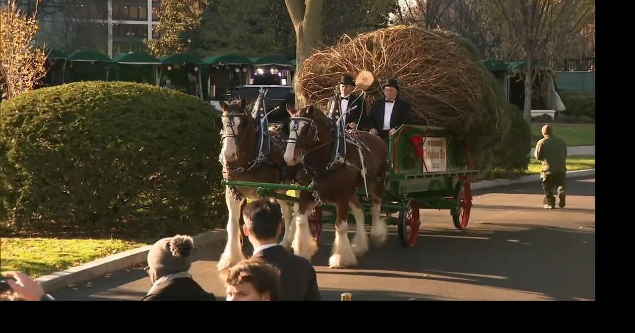 Christmas tree from Schuylkill arrives at White House Poconos and