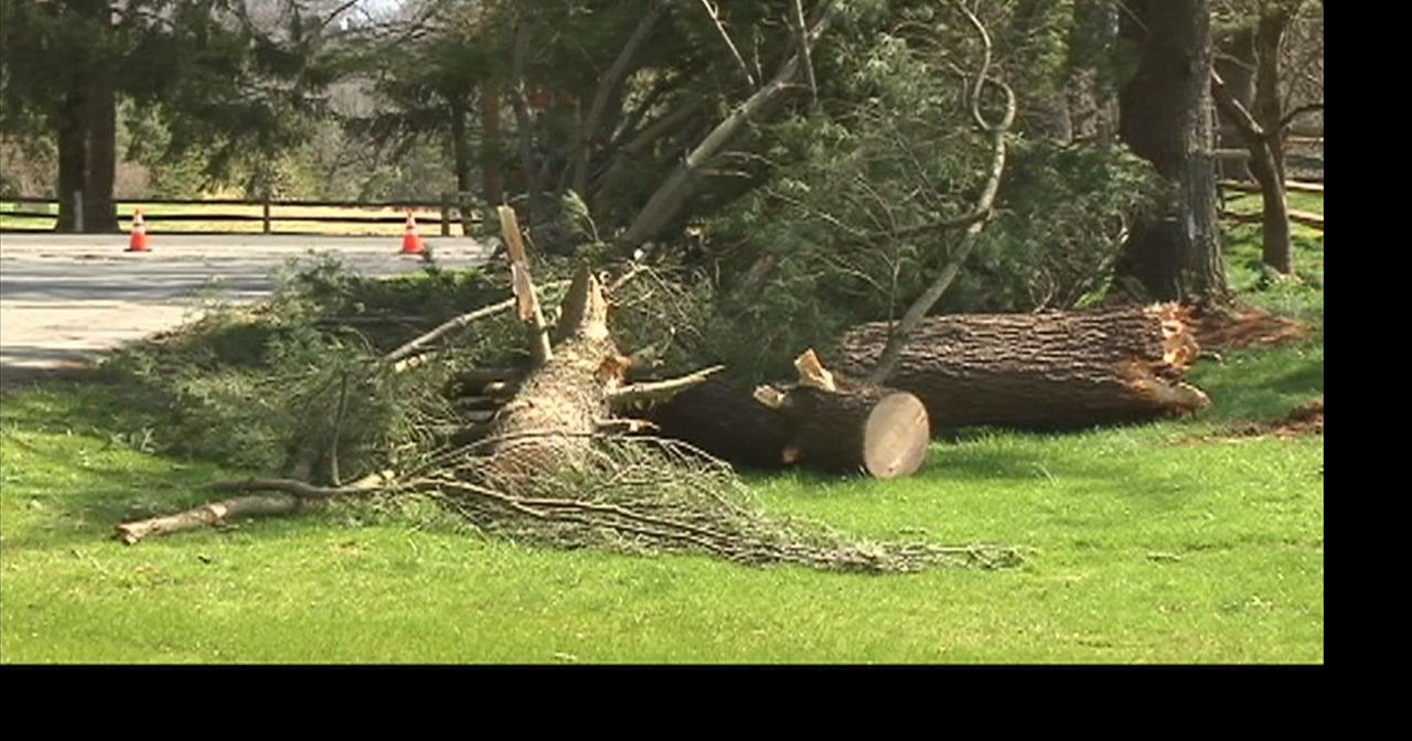 Strong winds take down tree, knock out power in the Lehigh Valley ...