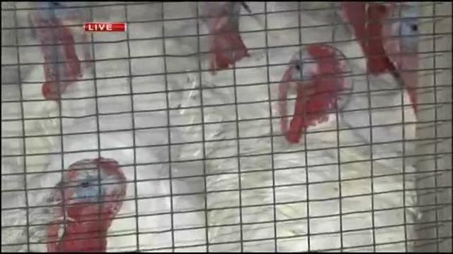 Thanksgiving Day Looming Large At Jaindl Farms 69news At Sunrise