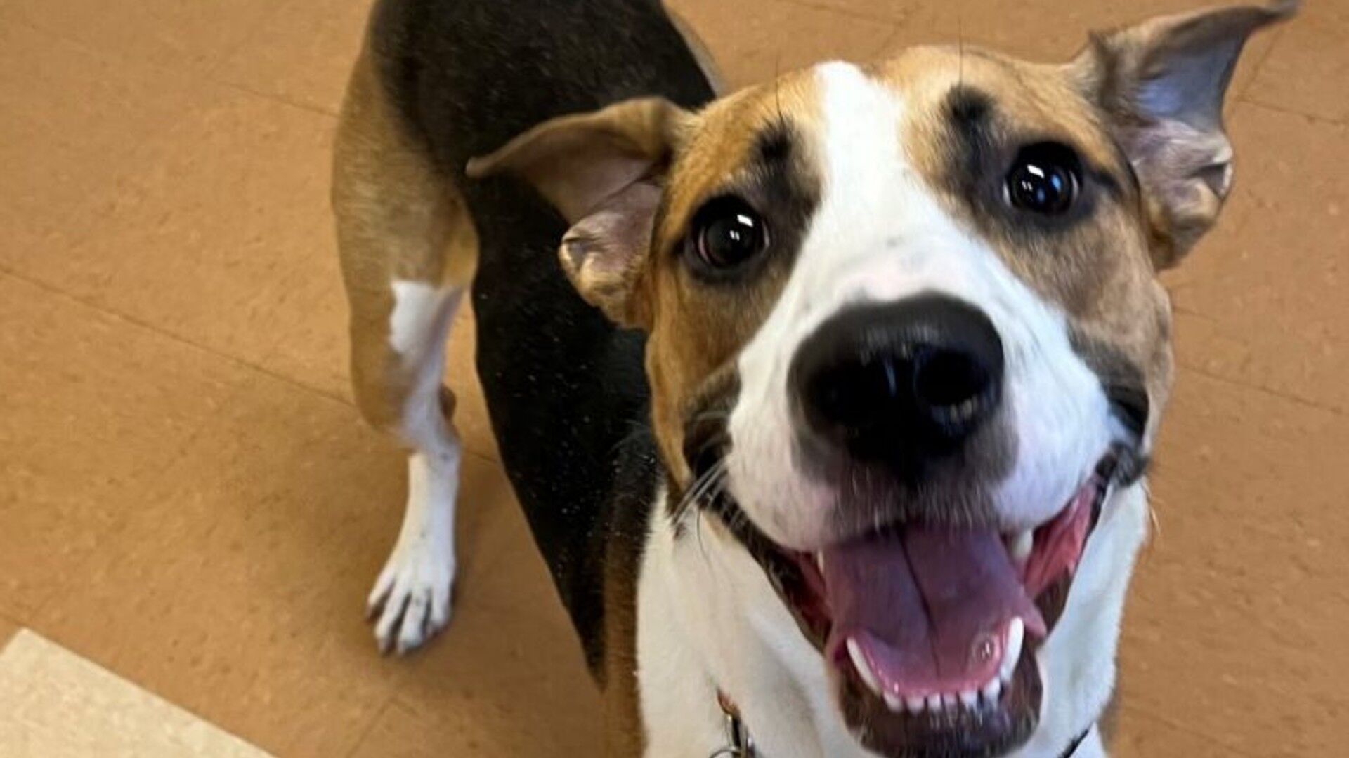 Empty The Rescues Local rescues to host free adoption events for 'National Clear the ...