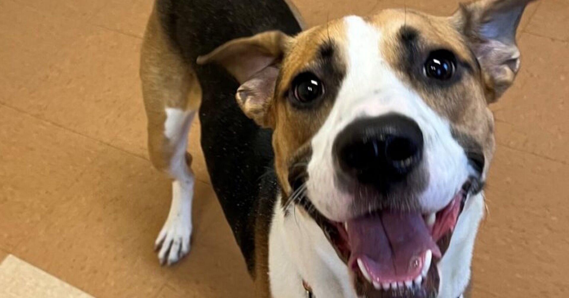 Humane Pa to hold free microchip and vaccine clinic for pets