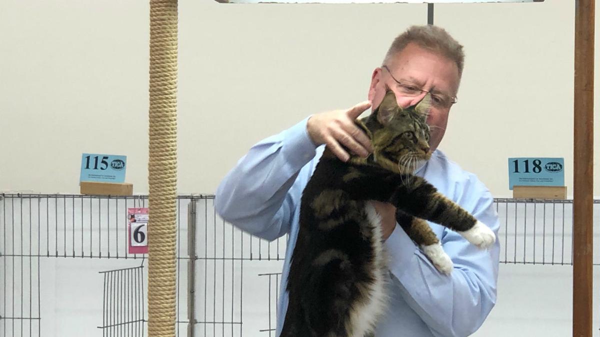 Cats Of All Kinds Compete In Karousel Kat Club Show In Berks