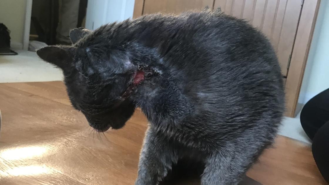 Cat Spray Painted Set On Fire In Reading Berks Regional News Wfmz Com