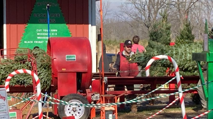 Christmas tree farms in Berks busy, despite weather Berks Regional