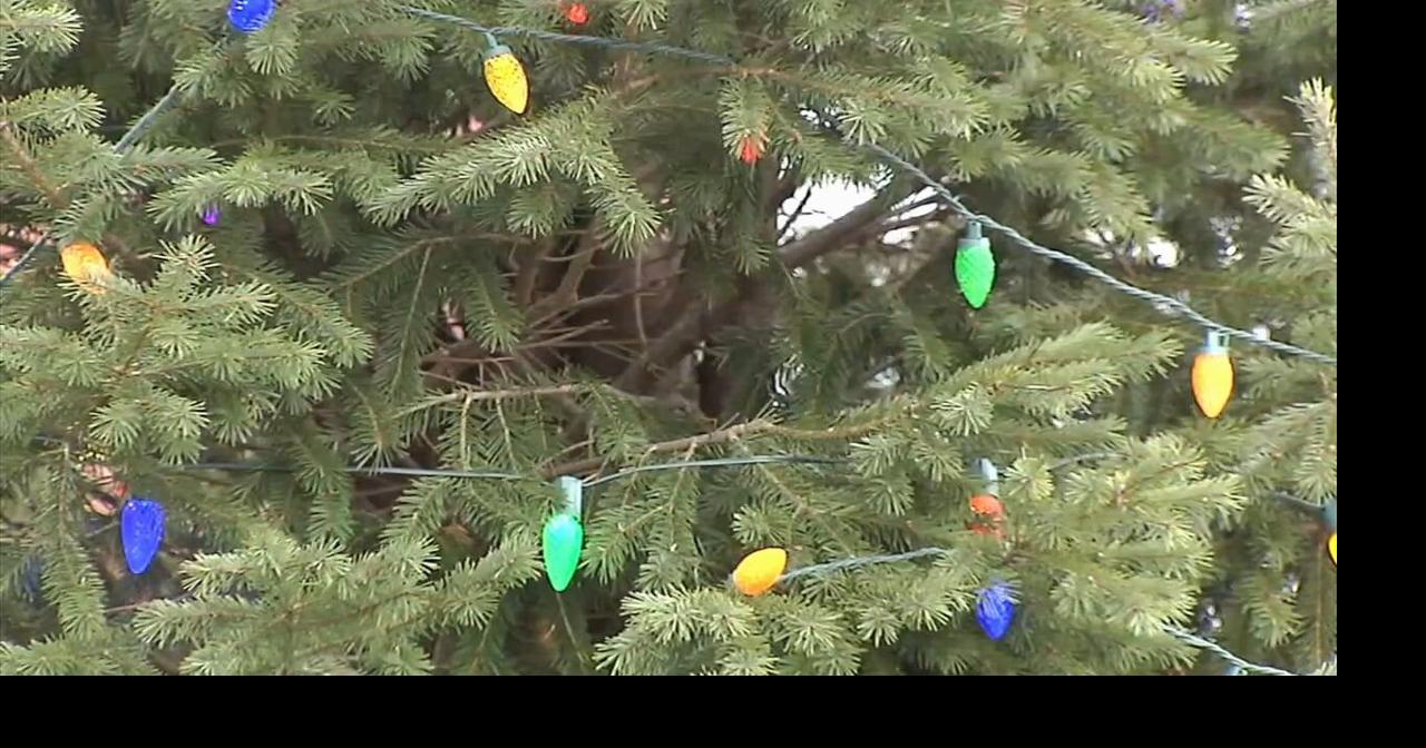 Easton adds 2 Christmas trees to Winter Village Lehigh Valley