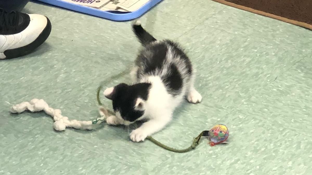 Weiser Students Take Part In Kitten Foster Program Berks