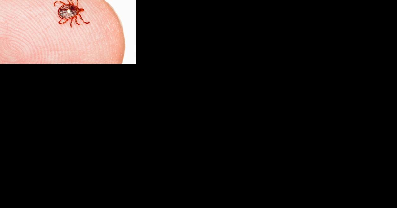 Dangerous tickborne illnesses on the rise in Lehigh Valley - Vimarsana News