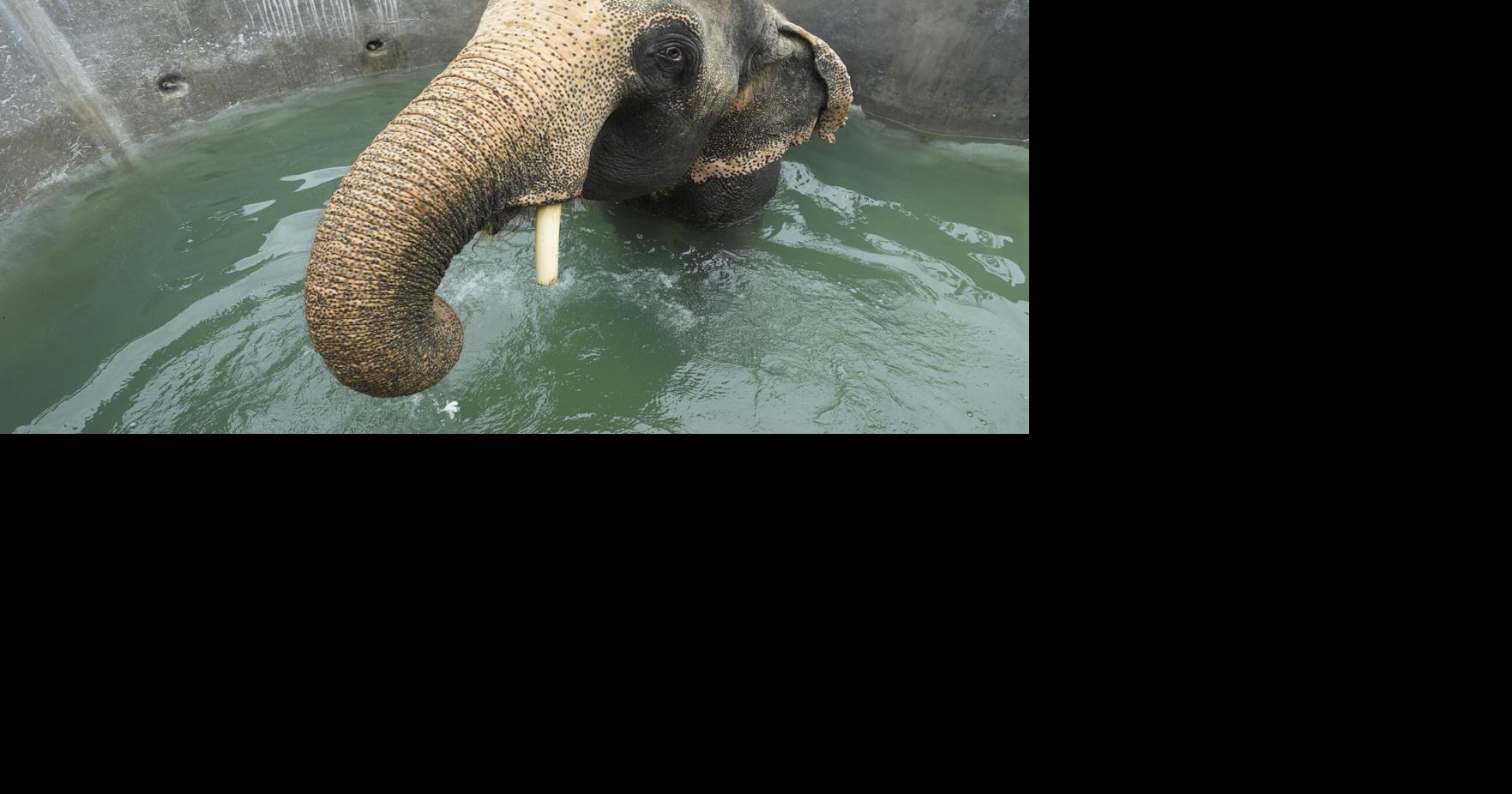 Wildlife SOS shines light on elephant rescue and care efforts ahead of Giving Tuesday