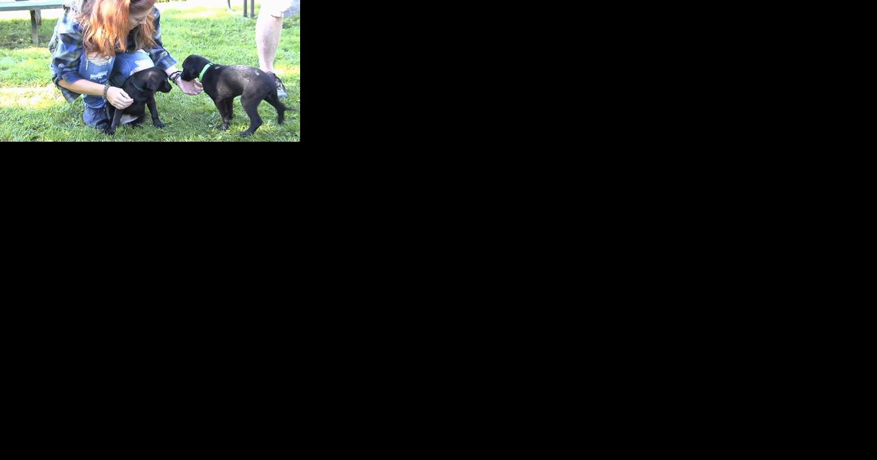 VALOR Clinic Foundation gives veterans free puppies in the Poconos - Vimarsana News