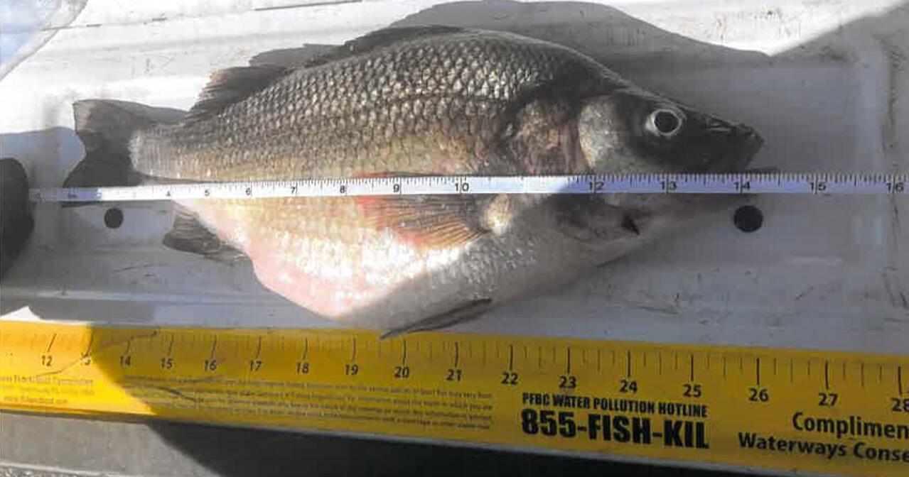Berks teen reels in new Pa. state record white perch - Vimarsana News