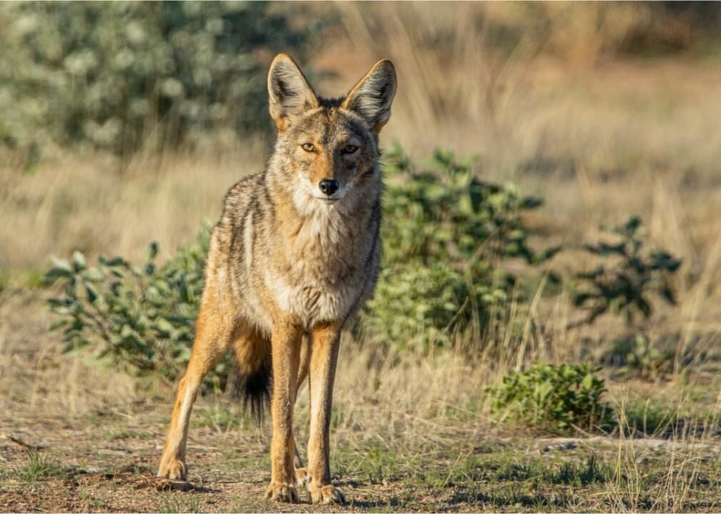 Have you seen a coyote? The - New Jersey Fish & Wildlife