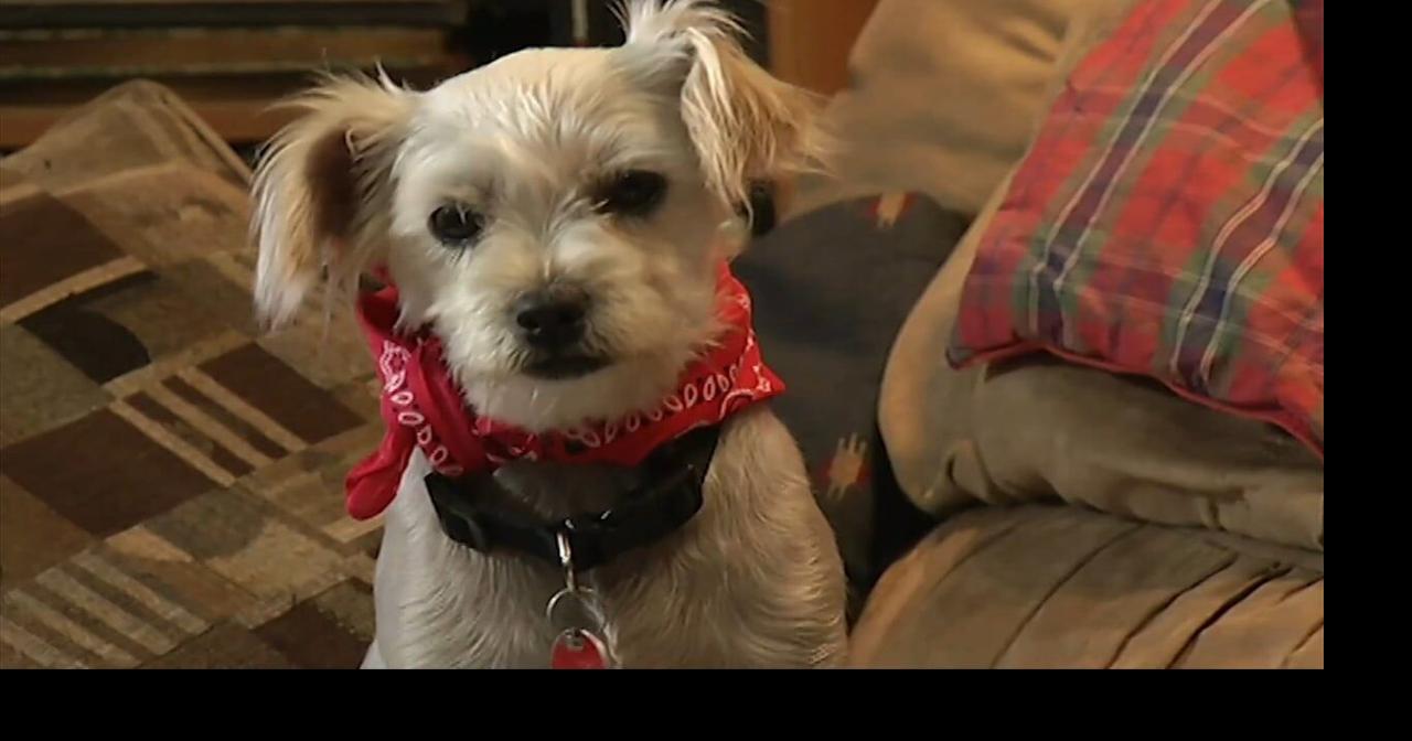 Scratch Season: Hidden health risks for pets this spring