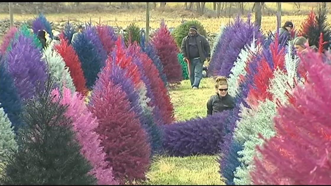 Colorful Christmas Trees Becoming Customer Favorite At Nj Farm Regional Wfmz Com