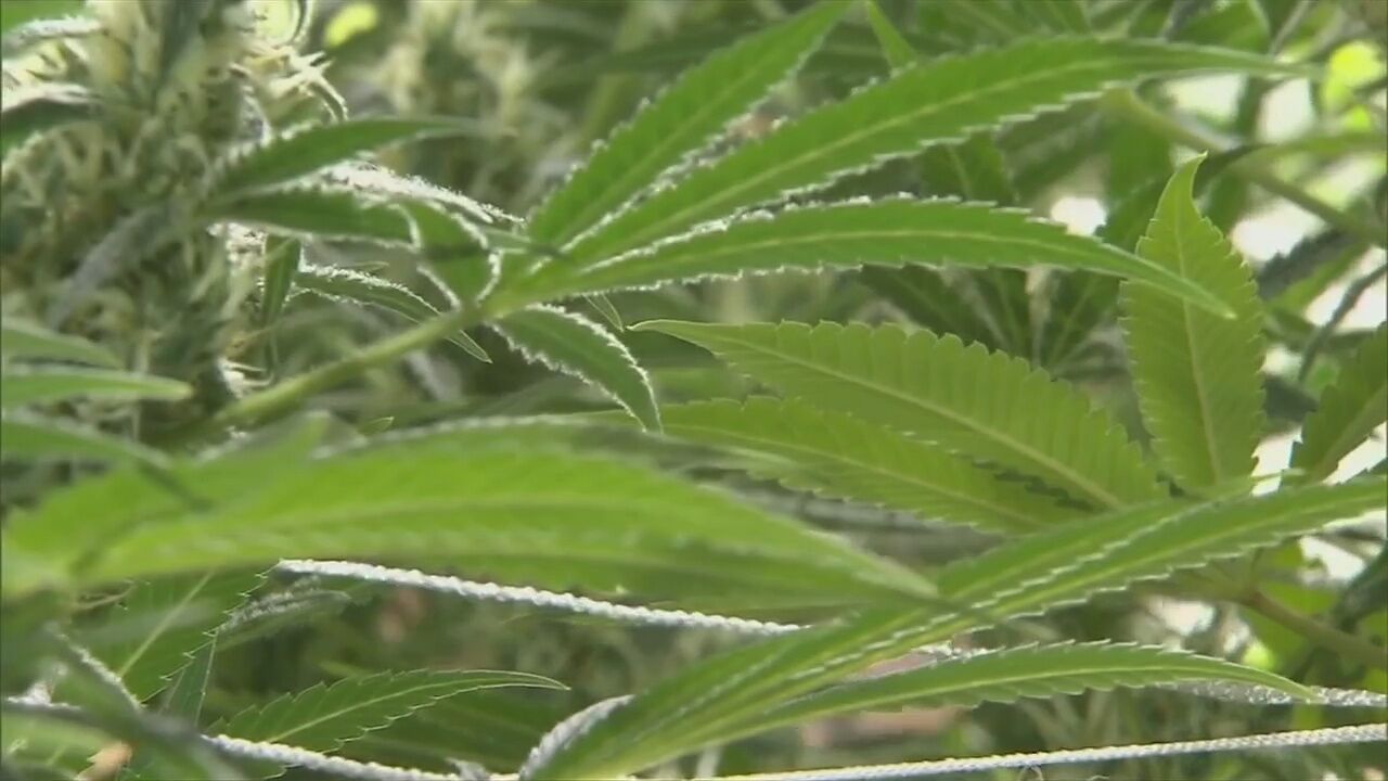 NJ Begins Recreational Marijuana Sales Thursday | Regional | Wfmz.com