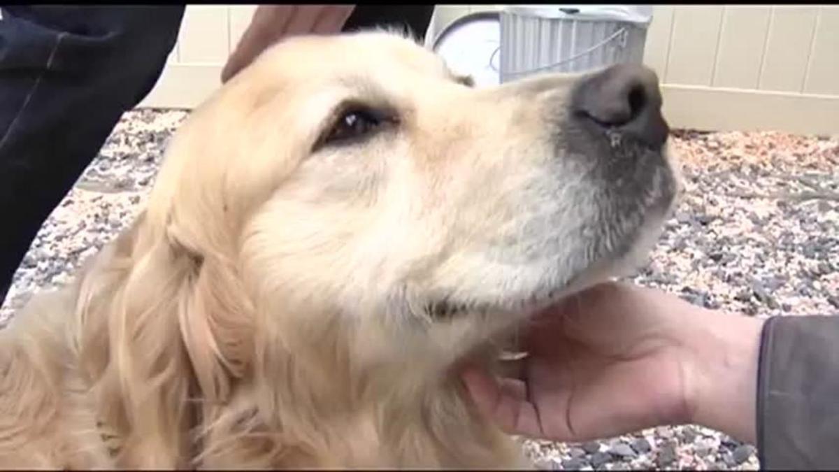 Puppy Mills Pose Uphill Battle But Recent Progress Persists News Wfmz Com