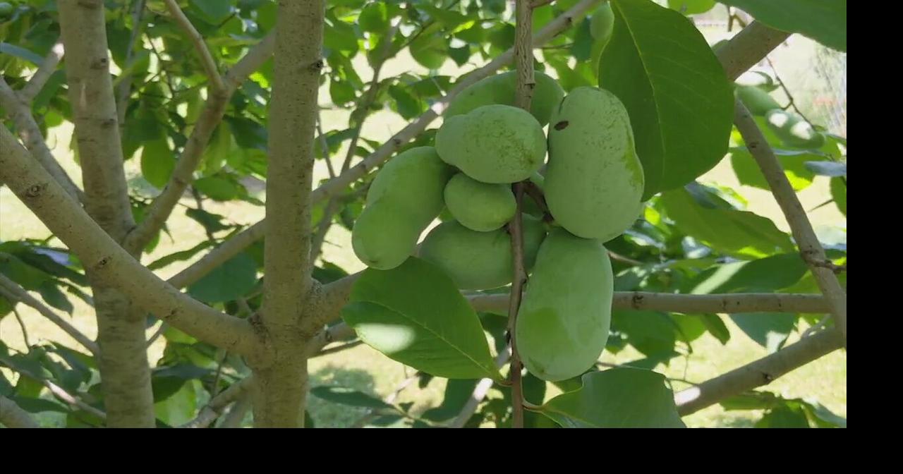 Native pawpaw tree produces tropical fruit in the Lehigh Valley ...