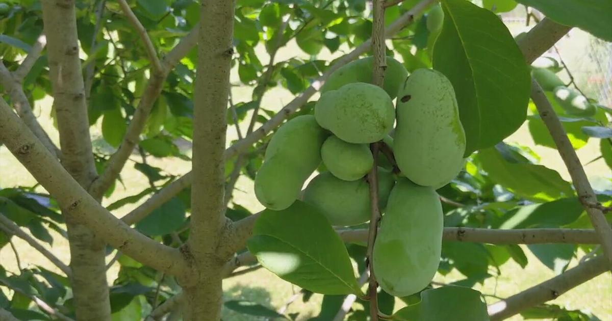 Native pawpaw tree produces tropical fruit in the Lehigh Valley ...