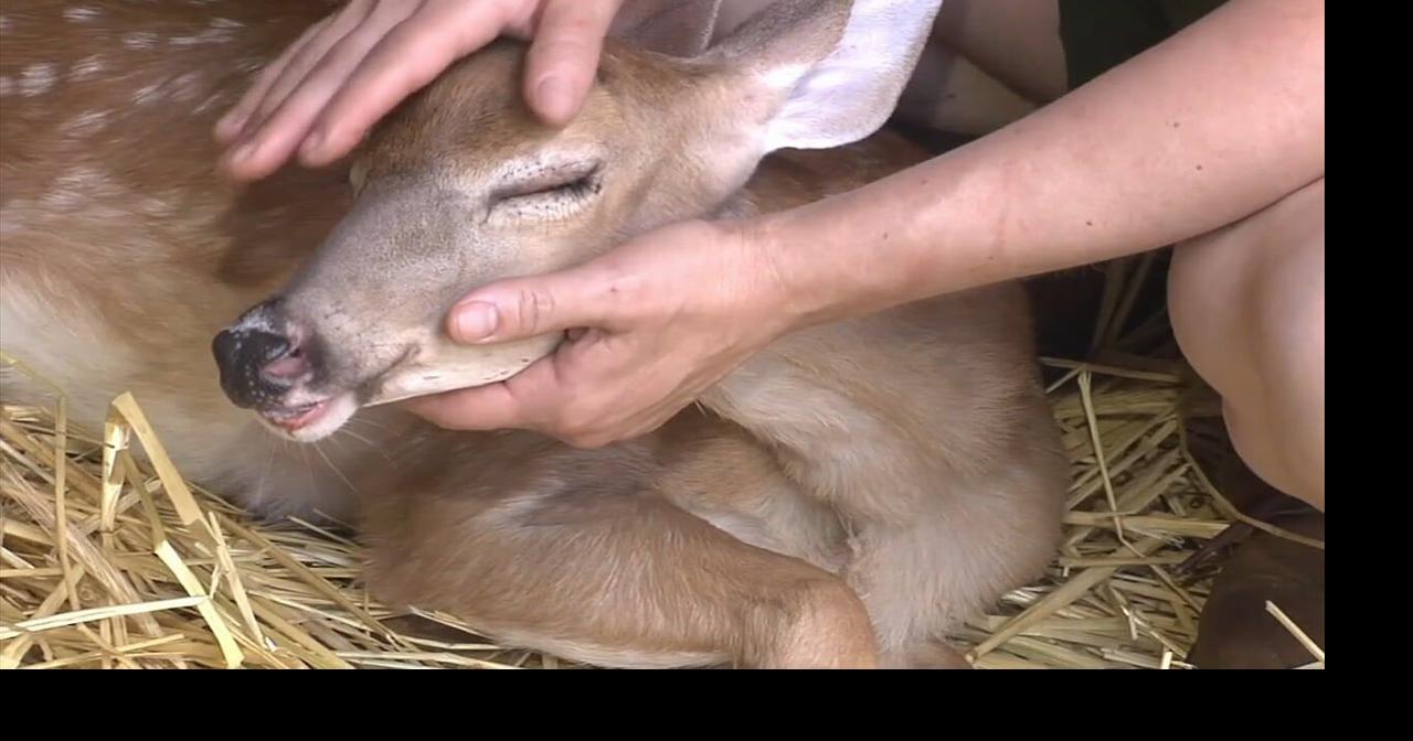 Rehabber hopeful fawn shot in head with BB gun in Salisbury Twp. will recover from injuries