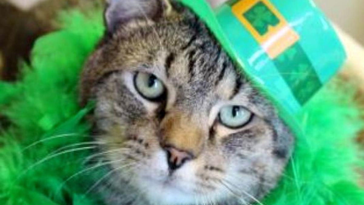 Cat Adoption Fee To Be Reduced For St Catty S Day Event Berks