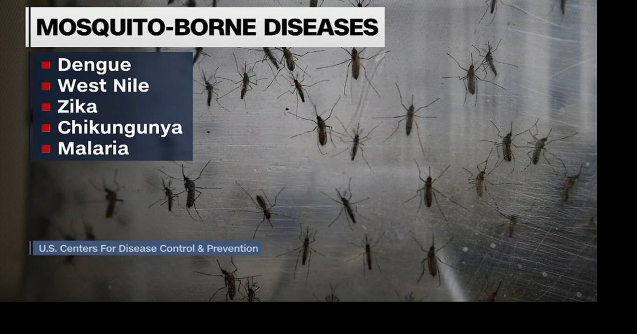 Health Beat: How you can protect yourself from the deadliest animal in the world