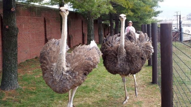 No joke: Fightin Phils' ballpark home to pair of live ostriches