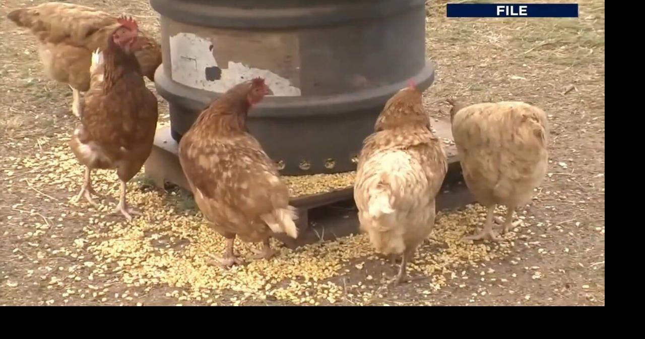 Gov. Shapiro meets with farmers as bird flu cases surge across Pennsylvania