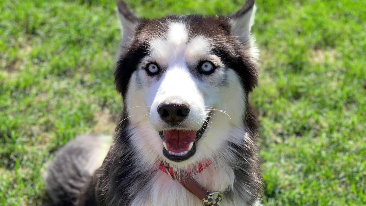 Pspca Rescues 93 Dogs Cats From Property In Jonestown Berks