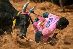 Risking death, Indians mess with the bull at annual festival