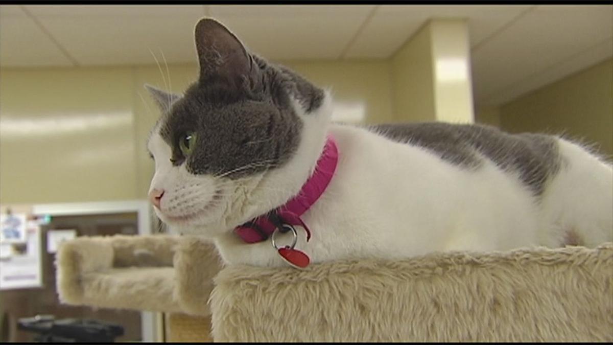 Some Of The Cats Rescued From Bucks County Home Are Now Up For