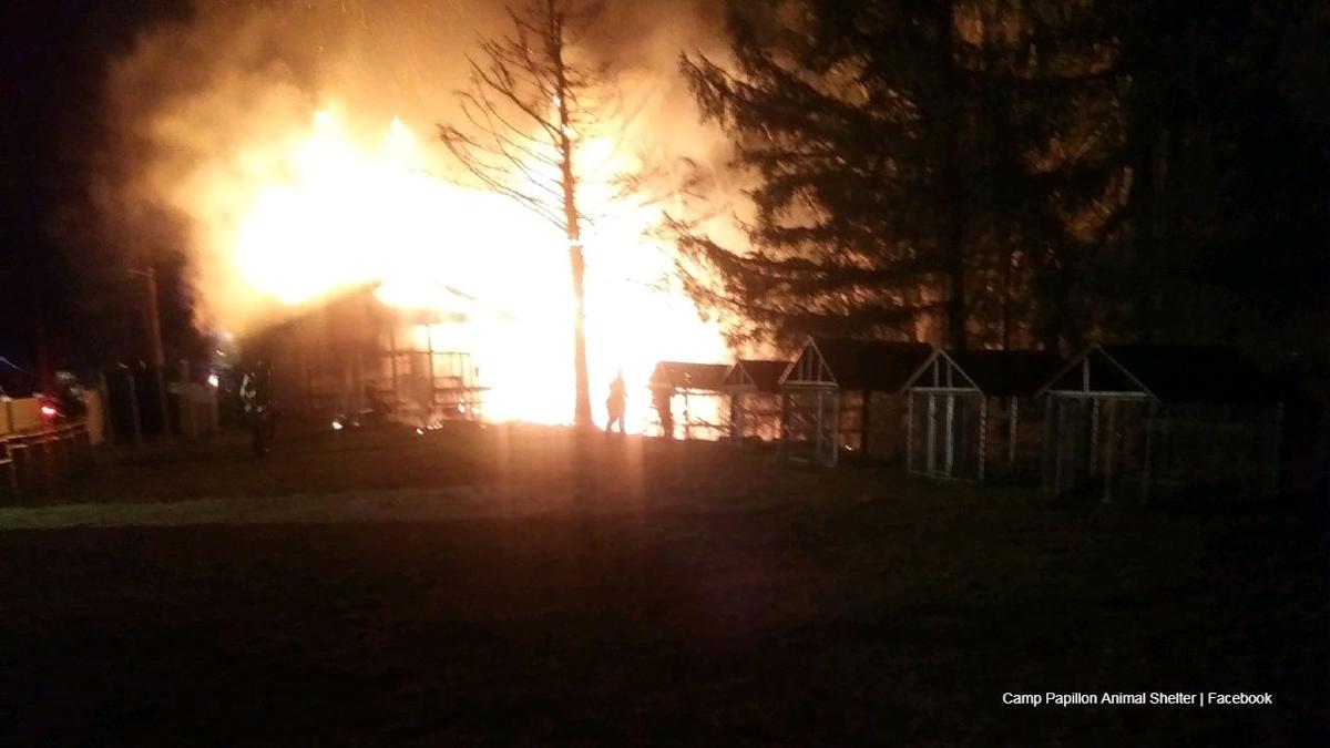10 Cats Die In Fire At Poconos Animal Shelter Poconos And Coal