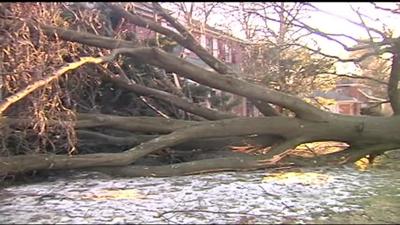 Wild winds rip through the area tearing down trees and power lines ...