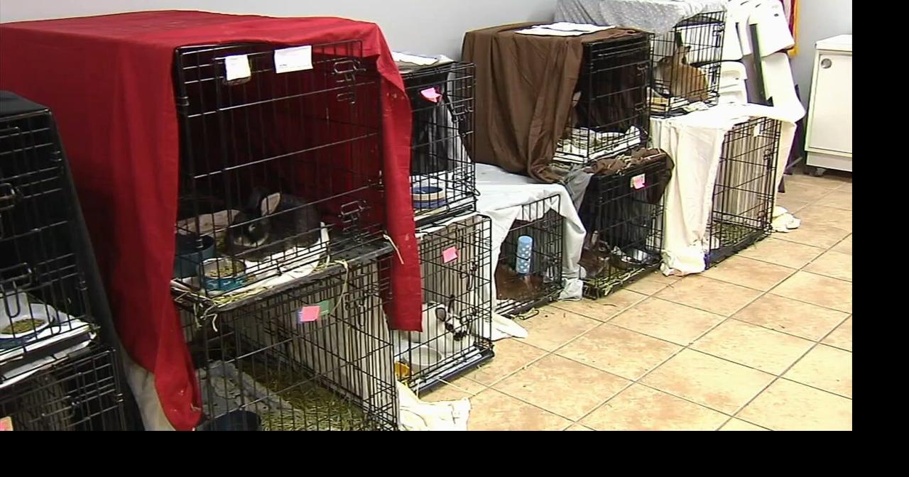 ARL hosting 'Bunnypalooza' event after dozens of rabbits found in ...