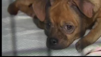 Officials Dog Beaten Tied To Tree News Wfmz Com