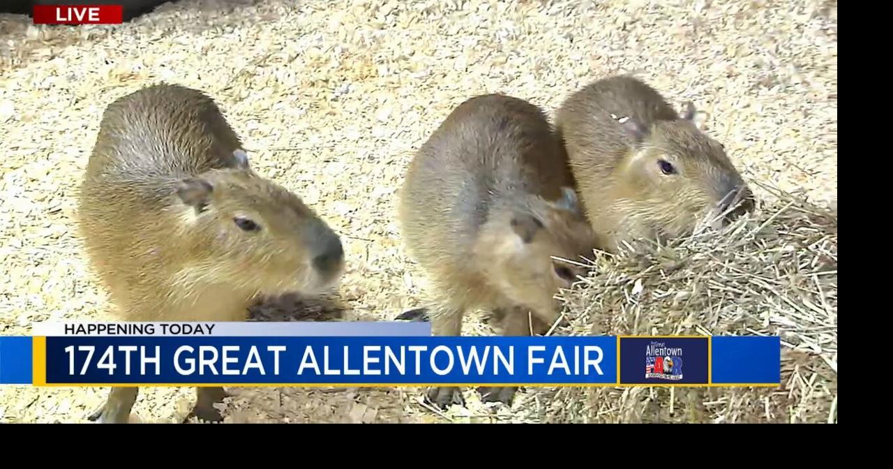 Capybaras, camels, cows: Great Allentown Fair featuring cuddly creatures, highlights agriculture