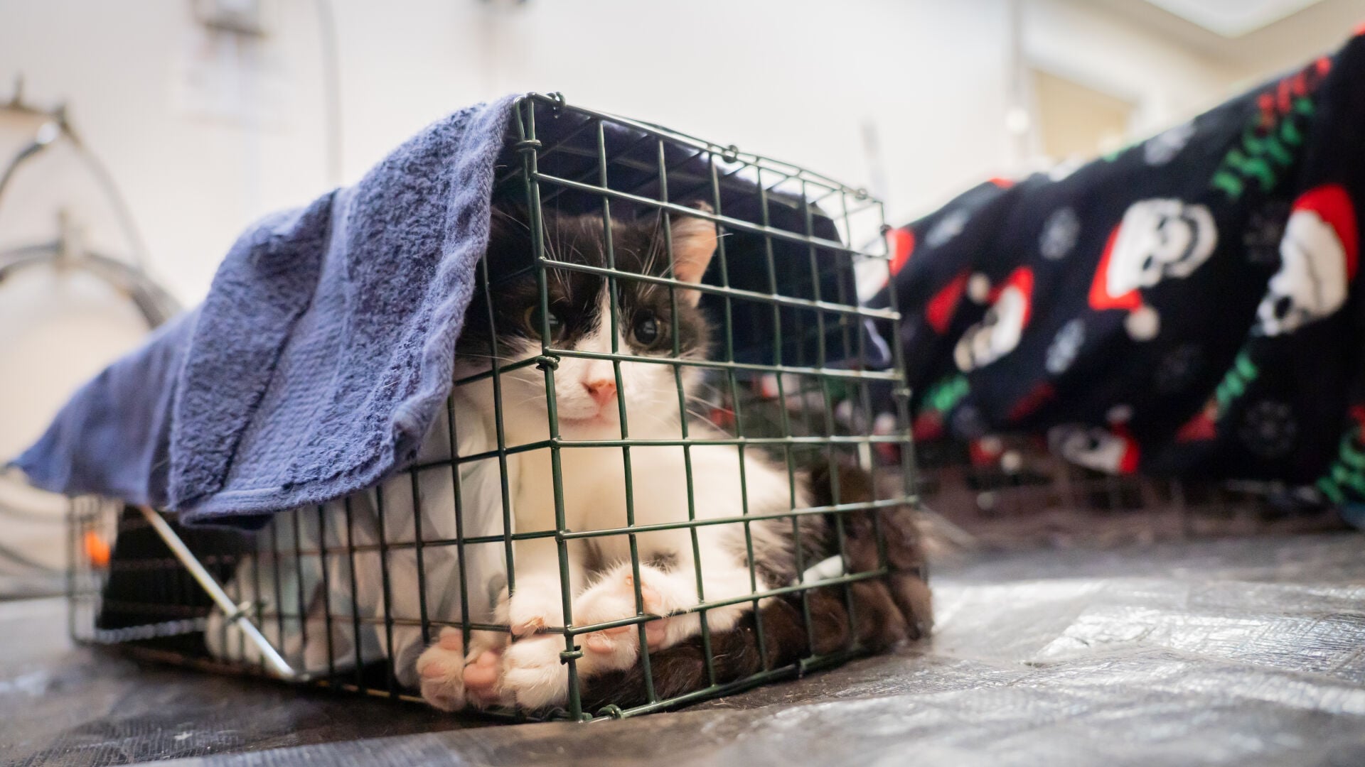 Free spay/neuter vouchers available in multiple Berks townships as ...