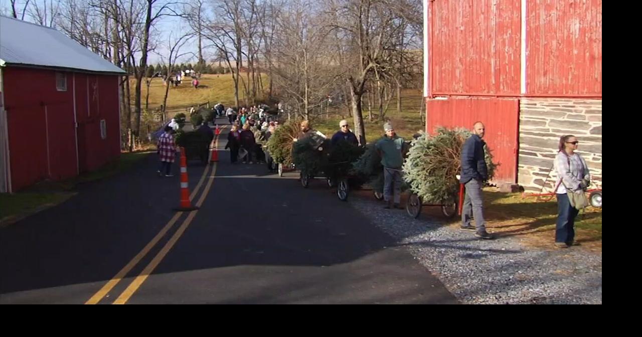 Black Friday also opening day for Christmas tree farms in Berks Berks