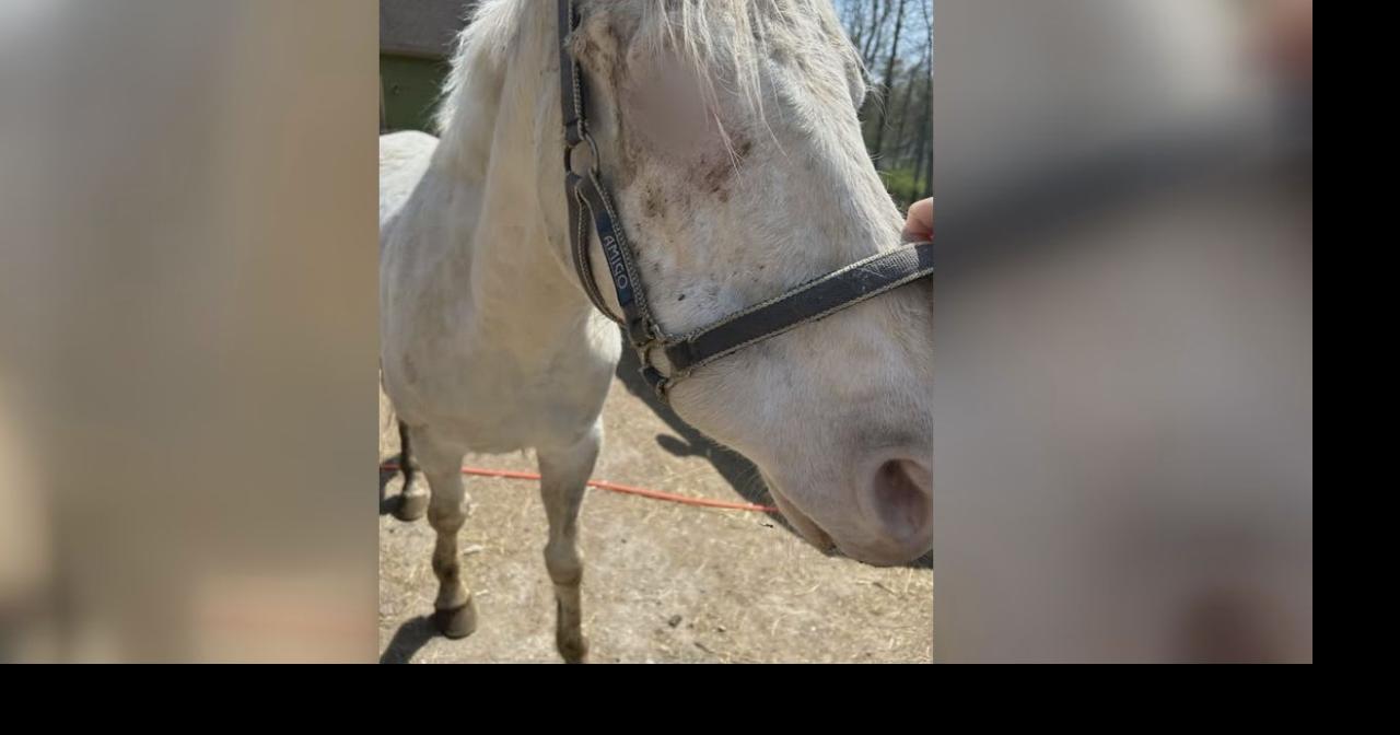 Bucks Co. woman facing felony animal cruelty charges after failing to ...