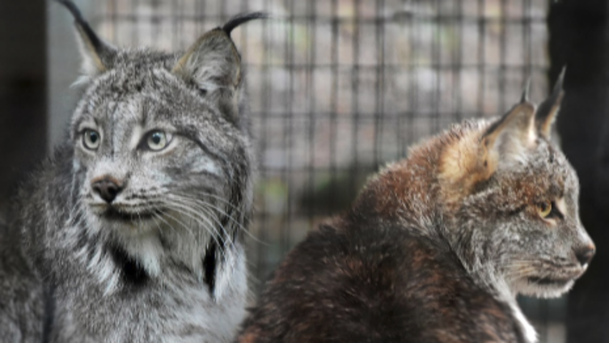 2 New Lynx Make Public Debut At Lehigh Valley Zoo Lehigh Valley