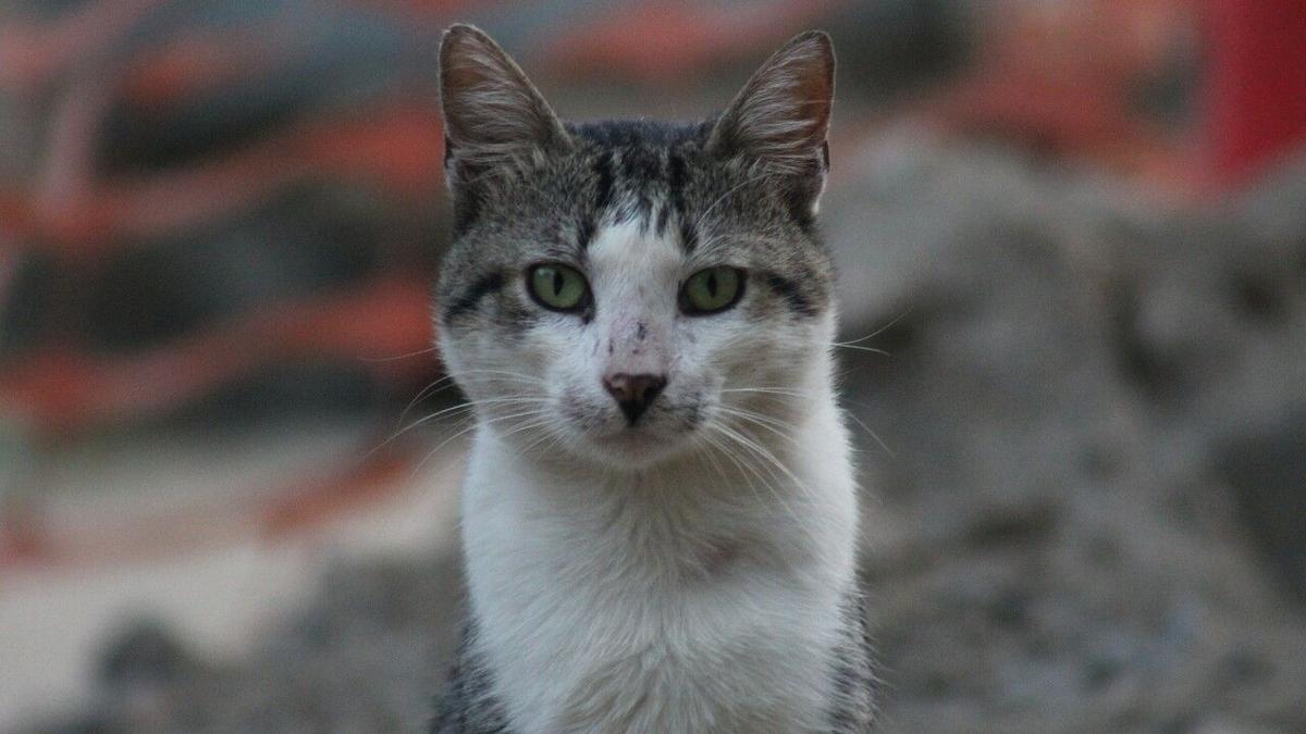 Kitten season' opens for Lehigh Valley's feral-cat catchers – The
