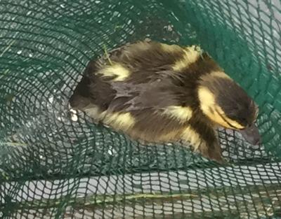 Hackettstown police rescue ducklings trapped in storm drain (with ...