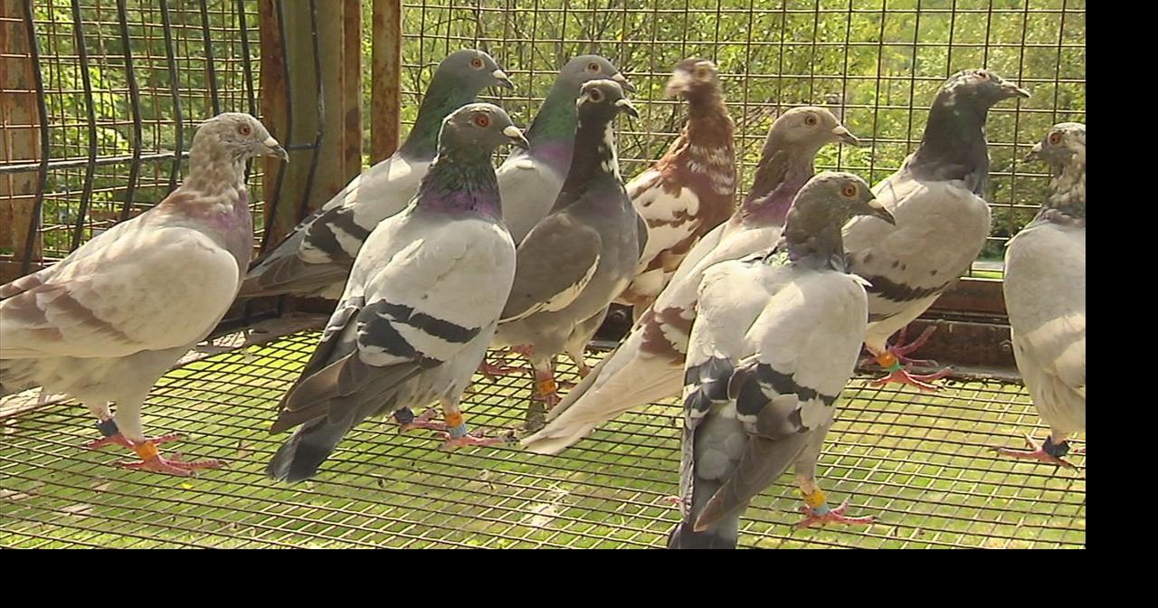 Pigeon racing is a big sport, with some races paying out big money ...
