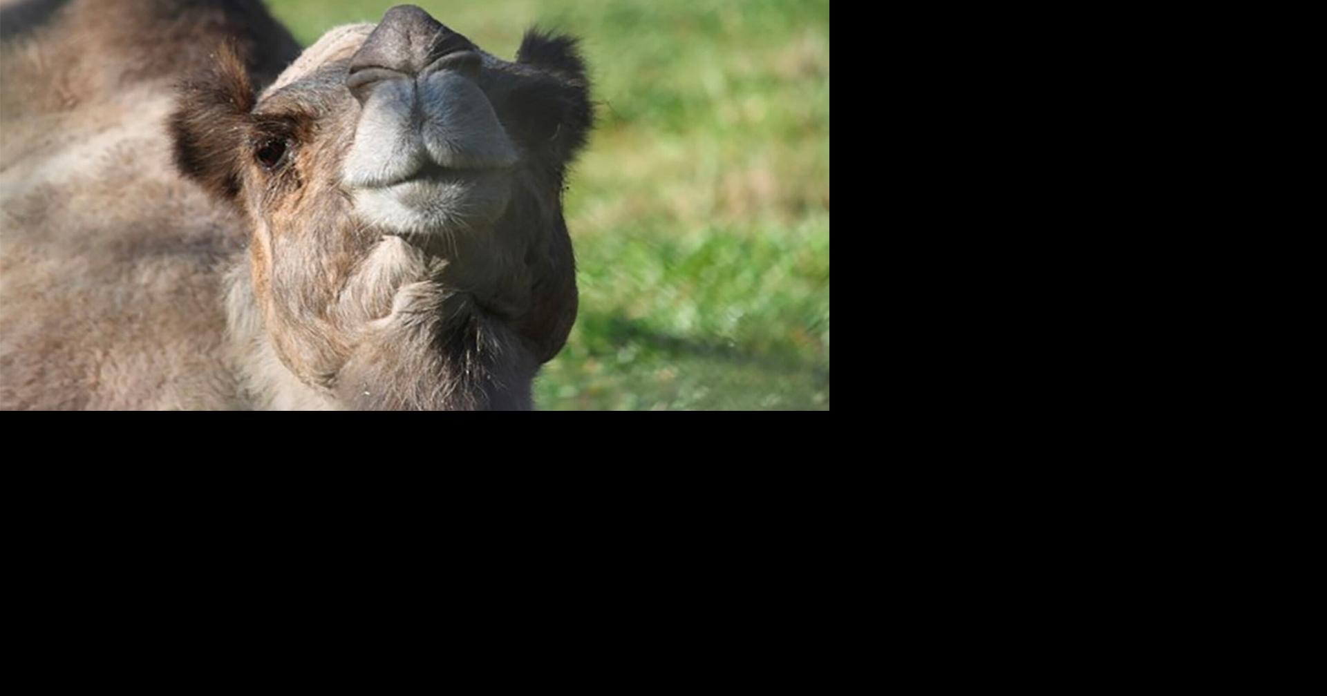 Lehigh Valley Zoo mourns passing of 27-year-old camel | Lehigh Valley ...
