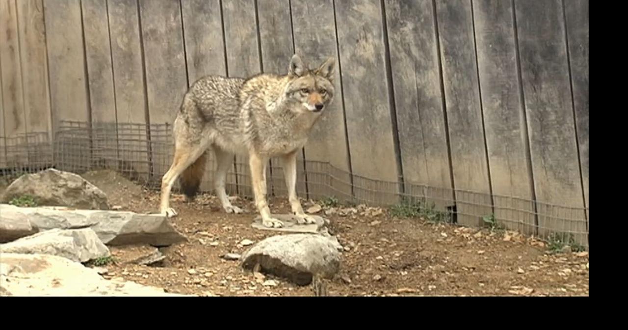 Coyote encounter at popular Hunterdon County park prompts warning from officials